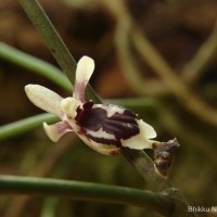 Luisia tenuifolia Blume